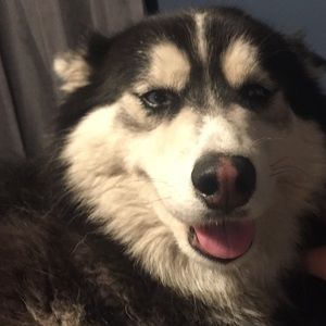 Meet your Posher, Peter